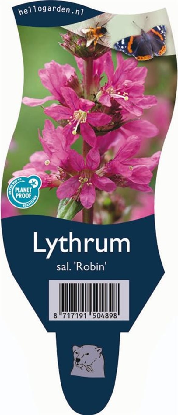 Lythrum sal. 'Robin' - P11
